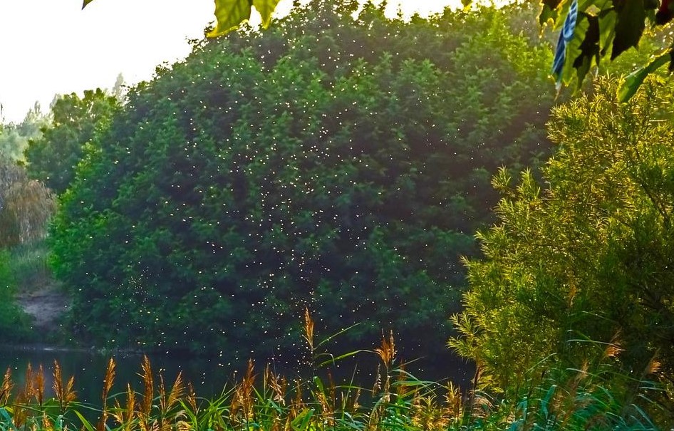 Několik miliard geneticky upravených komárů bylo schváleno k vypuštění do Florida&nbsp;Keys