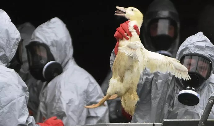 Lék dopředu připravovaný na zjevně naplánovanou plandemii ptačí chřipky má unikátní vedlejší účinky, které jsou, světě div se, naprosto ideální pro sociální&nbsp;kontrolu!!!