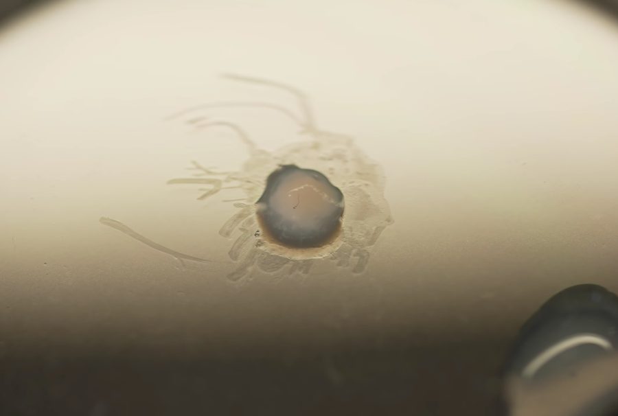 DARPA odhalila inženýrsky vytvořený, živý a programovatelný, ale přitom syntetický ELM materiál se schopností samostatného růstu a pohlcování těžkých kovů z okolního&nbsp;prostředí